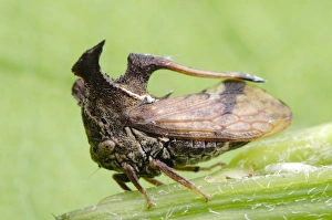 Prints of Treehopper on a plant stem. Treehoppers (family Membracidae) are insects whose bodies often take on bizarre forms thought to aid in camouflage. They are related to cicadas and leafhoppers Images Dated 2012 October: Treehopper on a plant stem, Print