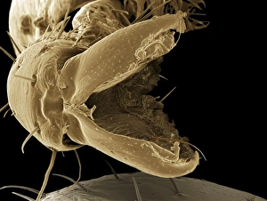 Prints of Treehopper leg, coloured scanning electron micrograph (SEM) scan. Treehoppers (family Membracidae) communicate by sending vibrations through their host plants Images Dated 2012 December: Coloured scanning electron micrograph (SEM) print of a treehopper's leg