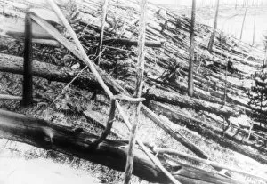 Images Dated 23rd September 1992: Trees damaged in the Tunguska event