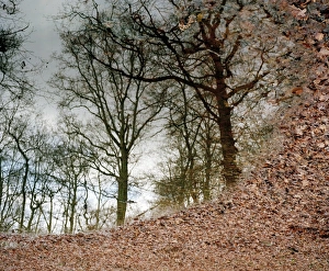 Trees In Water Reflection Prints: Trees reflected in a pool of water