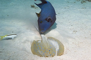 Bluespotted Ribbontail Ray Prints: Triggerfish and ray