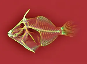 Triggerfish skeleton, X-ray Triggerfish skeleton, X-ray