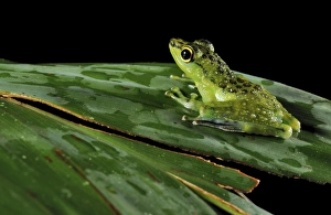 Borneo Wildlife Photos Prints: Tropical frog