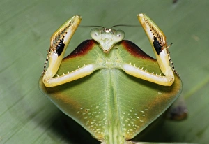 Tropical Shield Mantis Prints: Tropical shield mantis