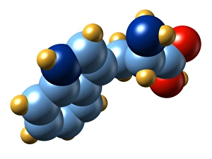 Amino Acid Structure Prints: Tryptophan, molecular model