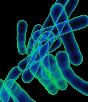 Images Dated 5th March 2010: Tuberculosis Bacteria Print
