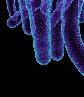 Tuberculosis Bacteria Print