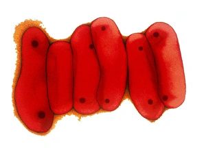 Mycobacterium Tuberculosis Prints: Tuberculosis bacteria, TEM