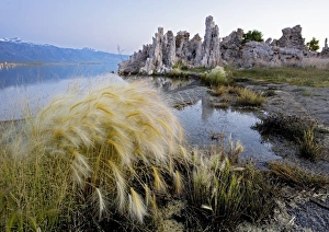 Tufa towers at Lake Mono Tufa towers at Lake Mono