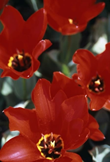 Red Tulip Blooms Prints: Tulips