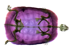 Xray Prints: Turtle Head Coloured X-ray Print
