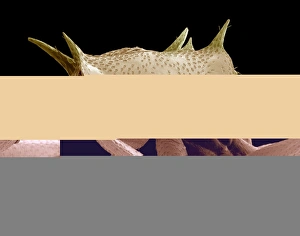 Scanning Electron Micrograph SEM Prints: Turtle ants head, SEM