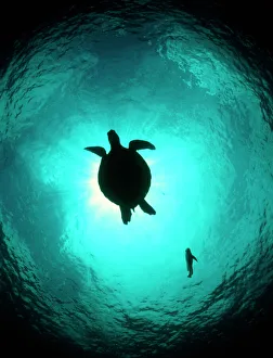 Prints of Turtle swimming. Unidentified turtle (order Testudines) swimming in silhouette. Turtles use their powerful paddle-like front limbs to propel themselves through the water Images Dated 2004 November: Turtle swimming Print