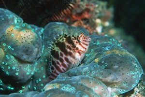 Prints of Two-spotted hawkfish (Amblycirrhitus bimacula) hiding inside a giant clam (Tridacna gigas) Images Dated 2005 February: Two-spotted hawkfish hiding in a giant clam Print