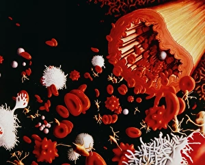 Immune System Cells Prints: Types of blood cell