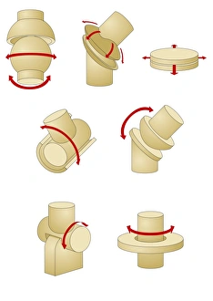 Prints of Types of joint, computer artwork. Stylised diagrams showing the different types of joints found in the human body and the movements they allow Images Dated 2010 July: Types of Joint Print: Anatomical Diagrams
