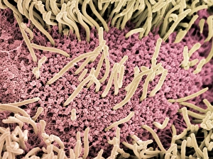Prints of Slug. Coloured scanning electron micrograph (SEM) of the underside of a slug (order Gastropoda). The underside of the slug is covered in microscopic hair-like projections known as cilia (yellow) Images Dated 2005 January: Slug underside SEM Print