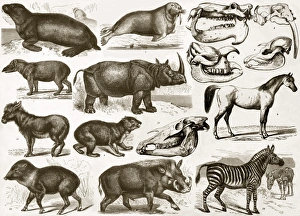 19th Century Science Illustrations Prints: Ungulata