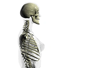 Upper Body Skeleton Print