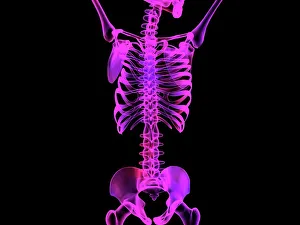 Images Dated 2005: Upper Body Skeleton Print