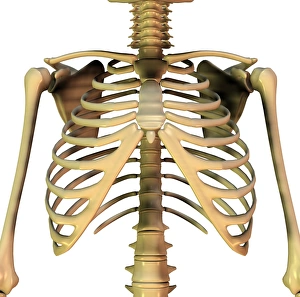 Images Dated 10th December 2008: Upper torso bones Print