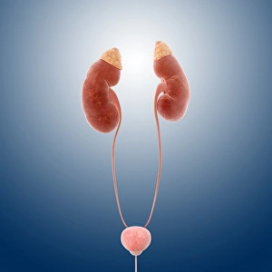 Urinary System Print