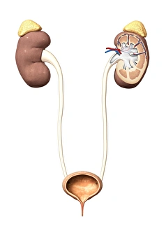 Kidney Function Diagram Prints: Urinary system, artwork C015 / 6455