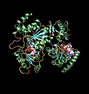 Prints of Vancomycin antibiotic action. Computer model showing the secondary structure of the enzyme glycosyltransferase (spirals and ribbons) Images Dated 2006 September: Vancomycin Antibiotic Action Print