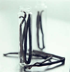 Vanilla Pods Prints: Vanilla pods