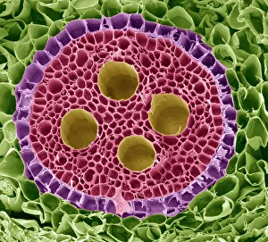 Vascular Bundle Print, SEM