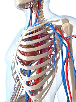Blood Vessel Illustration Prints: Vascular system, artwork