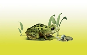 Vegas Valley leopard frog, artwork Vegas Valley leopard frog, artwork