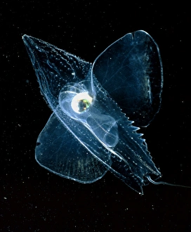 Venus Slipper, an unshelled pteropod mollusc Venus Slipper, an unshelled pteropod mollusc