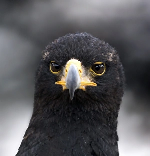 Prints of Verreauxs eagle (Aquila verreauxii). This eagle occurs throughout sub-Saharan Africa Images Dated 2007 August: Verreaux's Eagle Print