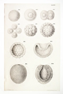 Ernst Haeckel Artwork Prints: Vertebrate embryonic development, artwork