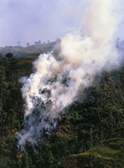 View of a forest fire in the Amazonian rainforest View of a forest fire in the Amazonian rainforest