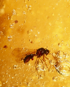 View of a fossilised hymenopteran in amber View of a fossilised hymenopteran in amber