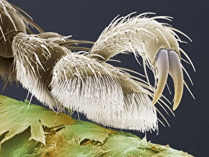 Vine weevil foot, SEM Vine weevil foot, SEM