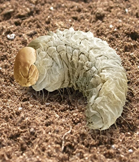 Vine weevil larva, SEM Vine weevil larva, SEM