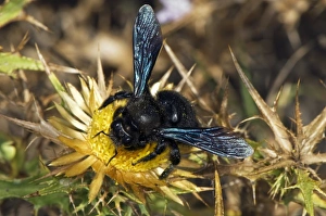 Violet Carpenter Bee Prints: Violet Carpenter Bee