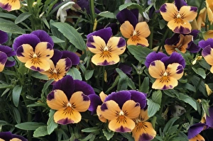 Prints of Violets (Viola cornuta Sorbet Orange Duet ). Sorbet varieties are very tolerent of cold weather Images Dated 2004 December: Sorbet Orange Duet Viola Print