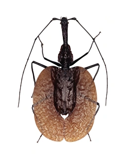 Images Dated 21st December 2012: 9cm Long Violin Beetle Print