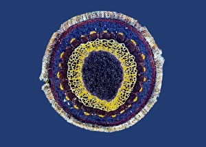 Polarised Light Microscopy Images Prints: Virginia creeper stem, light micrograph