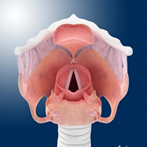 Images Dated 20th August 2012: Vocal Cords Print: A Computer Artwork of the Larynx and Vocal Cords