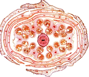 Light Microscopy Images Prints: Wallflower bud, light micrograph
