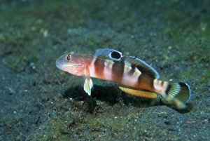 Tropical Fish Indonesia Prints: Wards sleeper goby