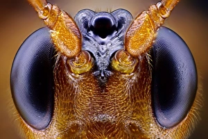 Prints of Wasp head. Close-up of the head of a wasp (order Hymenoptera), showing its large compound eyes (black, left and right). Magnification: x46 when printed 10 centimetres wide Images Dated 2012 October: Wasp Head Print, x46 Magnification