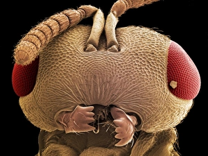 Prints of Wasp head. Coloured scanning electron micrograph (SEM) of a wasps head (order Hymenoptera). Its large compound eyes (red) are seen on either side of its head Images Dated 2005 December: SEM Print of a Wasp Head