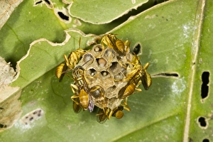 Prints of Wasp nest under a leaf, with eggs and larvae visible. Most wasp nests are made from wood fibres that have been chewed up to form a paper-like pulp Images Dated 2012 December: Wasp nest print, featuring a nest under a leaf with eggs and larvae