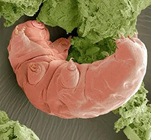 SEM Prints: SEM Print of a Water Bear at x250 Magnification